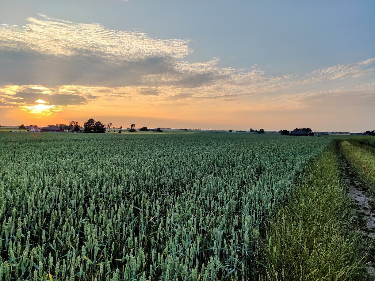 fields