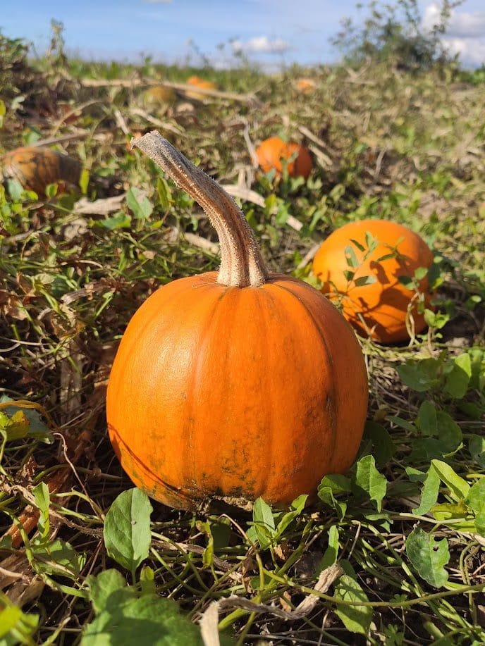 pumpkin